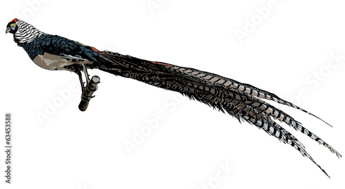 Pheasant
