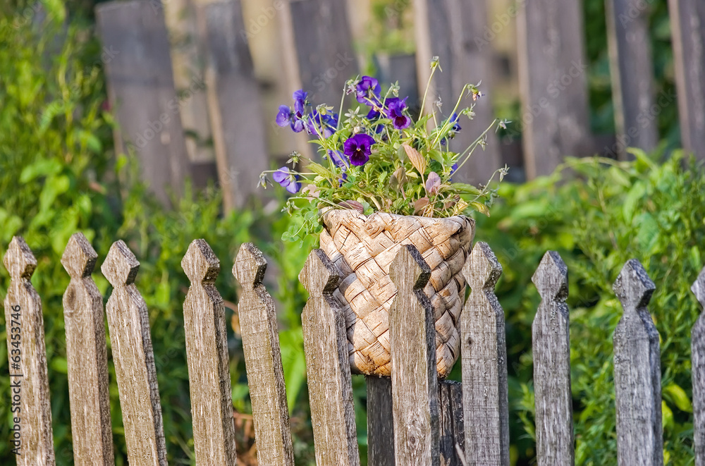 Violas or Pansies in old birch basket