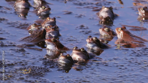 лягушки, брачный период весна