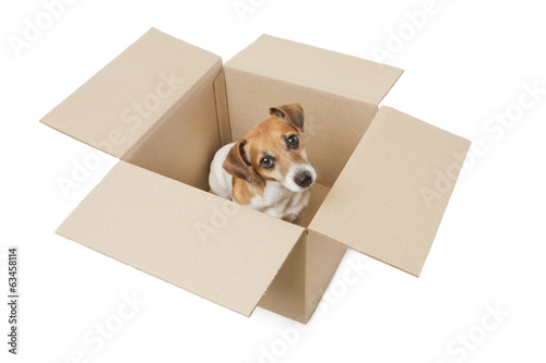 packaging puppy