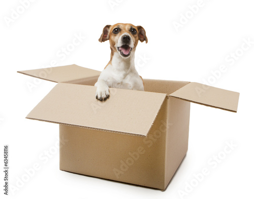 box screaming dog