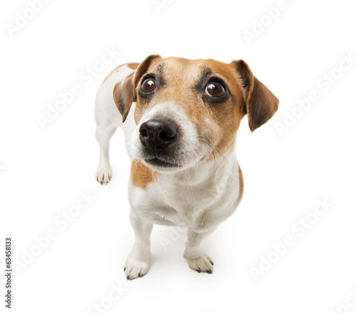Fototapeta Naklejka Na Ścianę i Meble -  worry small cute dog