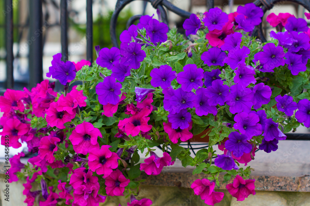 Basket of hot pink and violet petunias