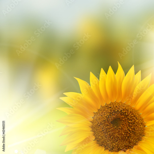 Orange sunflower with text