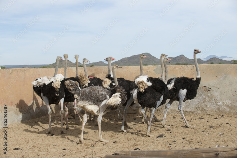 Obraz premium Ostrich farming South Africa