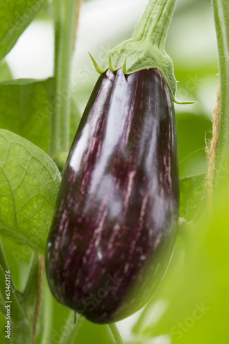 Aubergine/eggplant growing in a greenhouse