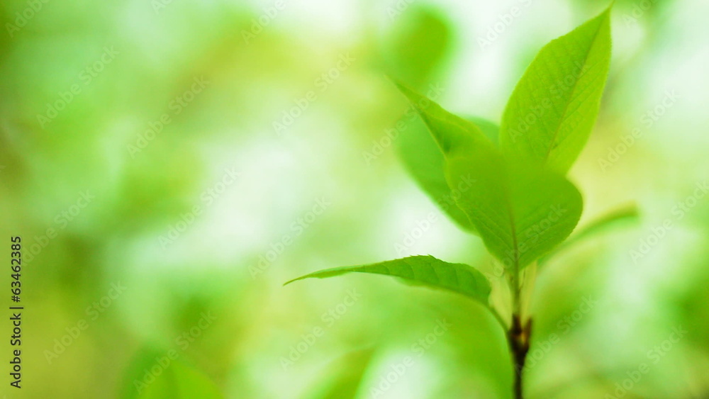 beautiful green leaf beautiful green leaf