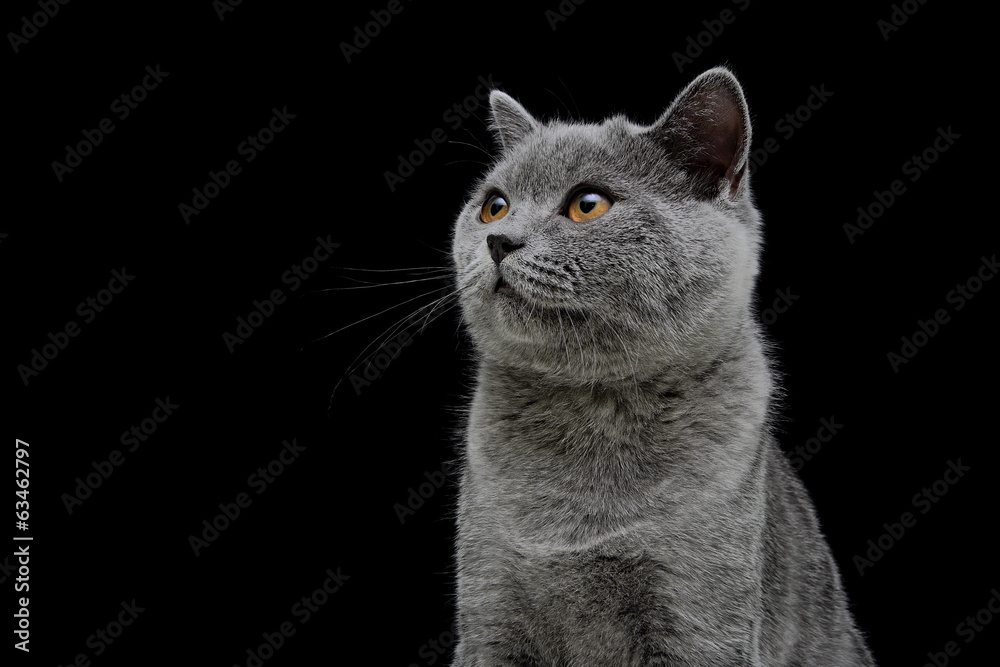 Obraz premium kitten on black background close up