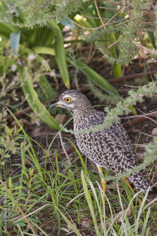 Spotted Thick Knee Dikkop. South Africa Spotted Thick Knee Dikkop. South Africa