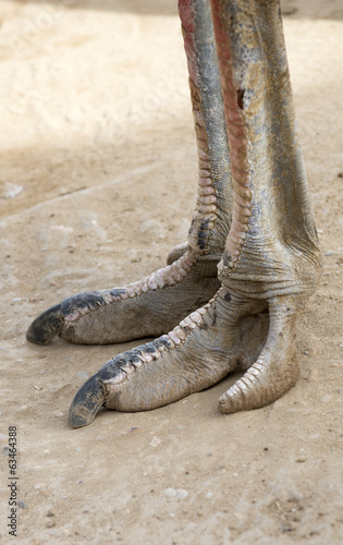The foot of an Ostrich bird. South Africa