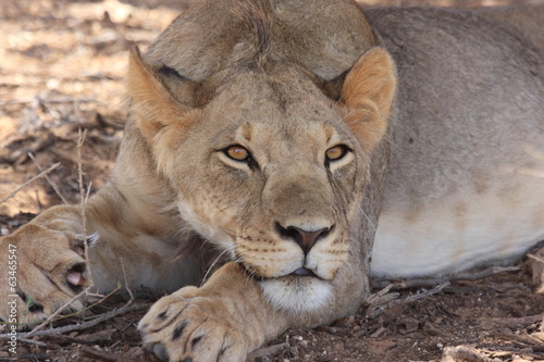 leone mammiffero selvaggio parco nazionale del kruger sudafrica photo