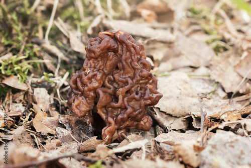 Closeup of Stone Morel Mushroom