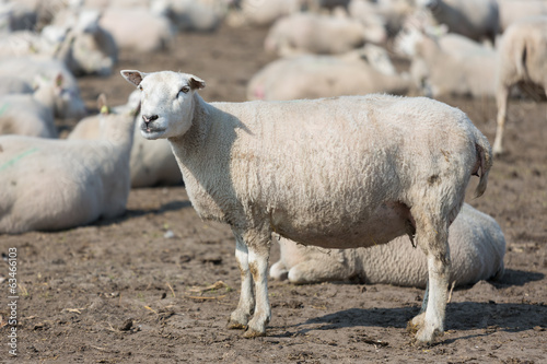 Pregnant sheep in Dutch countryside