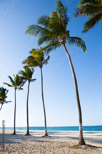 Palm Trees At Tranquil Beach