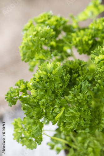 Parsley Plant (close-up shot) © HandmadePictures