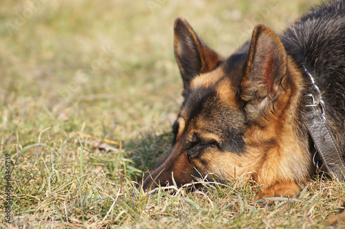 Canvastavla German shepherd dog II