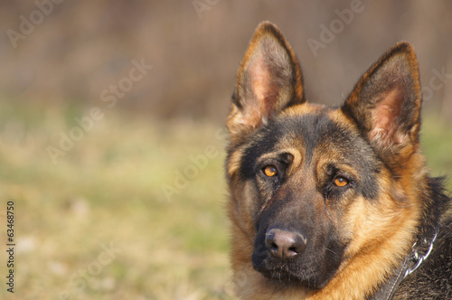 Shepherd dog