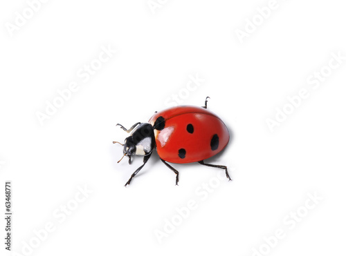 coccinelle © guy