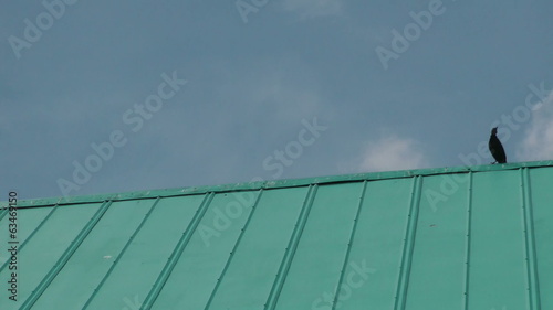 Blackbirds up on the roof