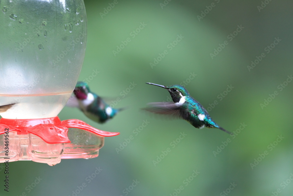 Obraz premium White-bellied Woodstar (Chaetocercus mulsant) in Ecuador 