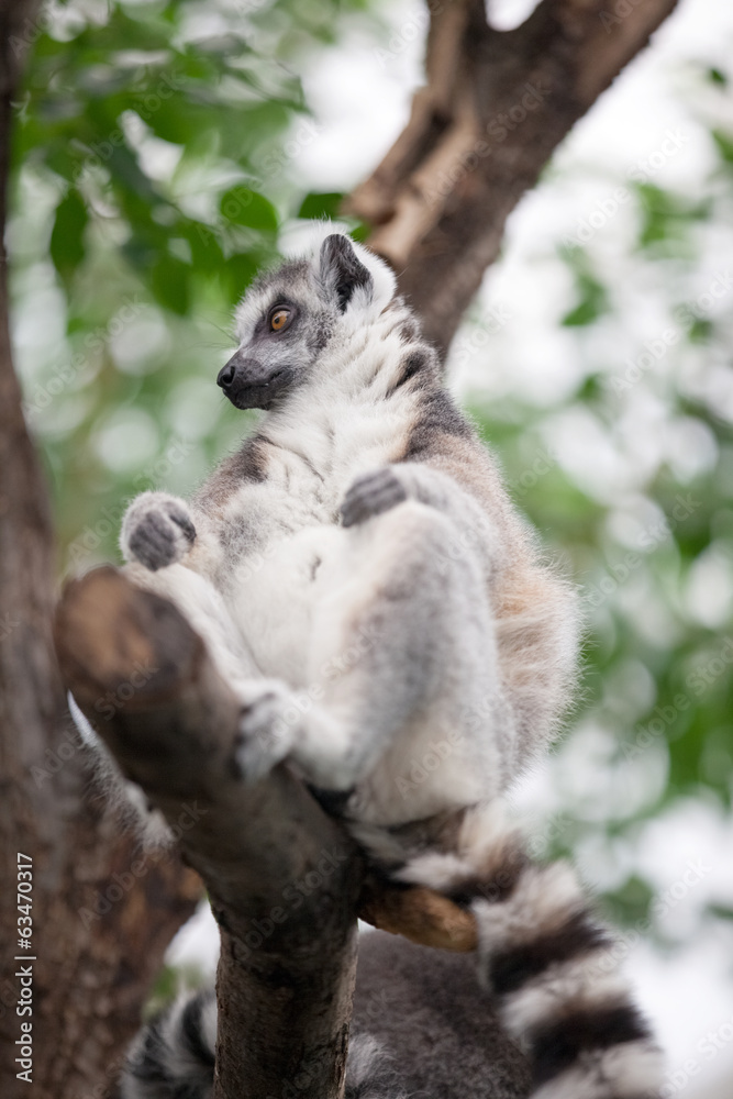 ring-tailed lemur (lemur catta) sitting in a tree ring-tailed lemur (lemur catta) sitting in a tree