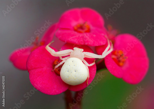 Картината върху платно crab spider sitting in ambush in a euphorbia flower