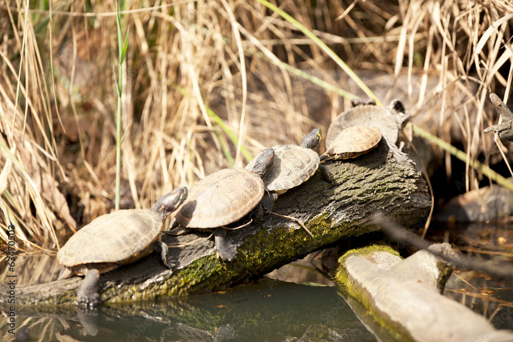Family of terrapin turtles in their natural habitat Family of terrapin turtles in their natural habitat