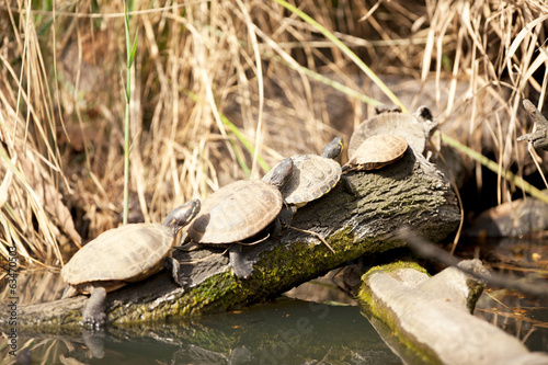 Family of terrapin turtles in their natural habitat