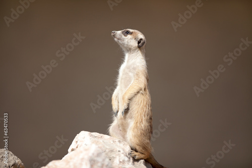 A meerkat on rock photo