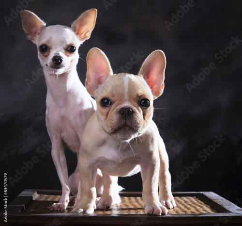 portrait of french bulldog and chihuahua puppies with studio lig
