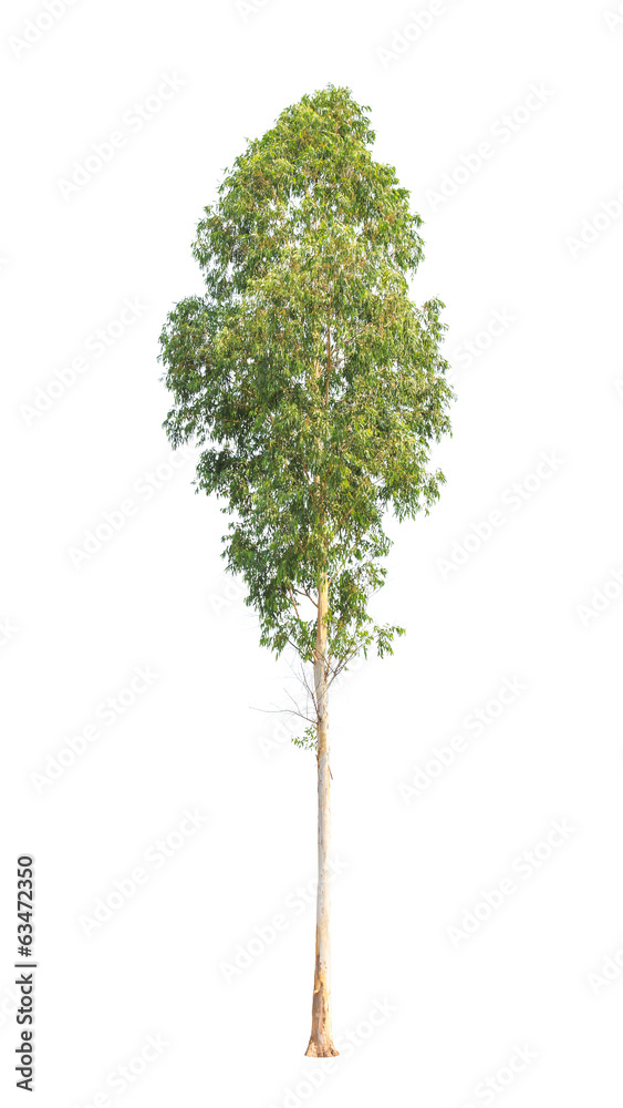 Fototapeta premium Eucalyptus tree isolated on white background