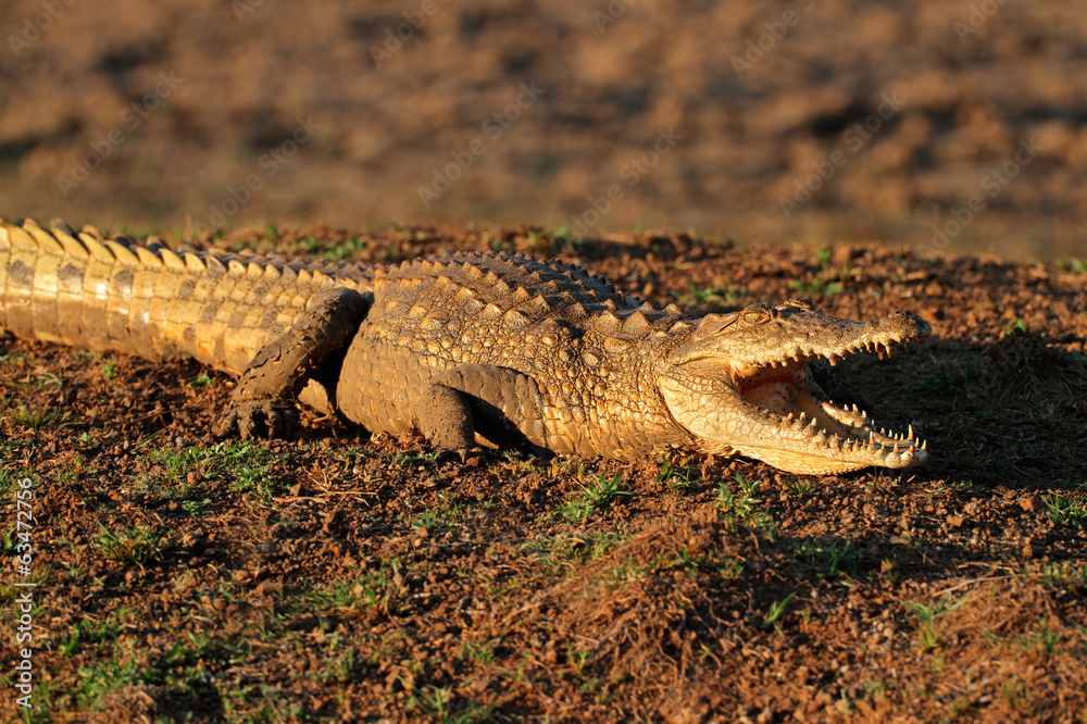 Fototapeta premium Nile crocodile with gaping jaws