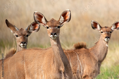 Kudu antelopes © EcoView