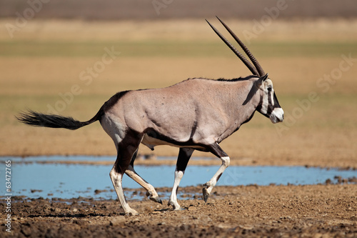 Running gemsbok antelope, Kalahari desert