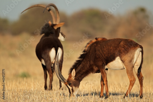 Sable antelopes