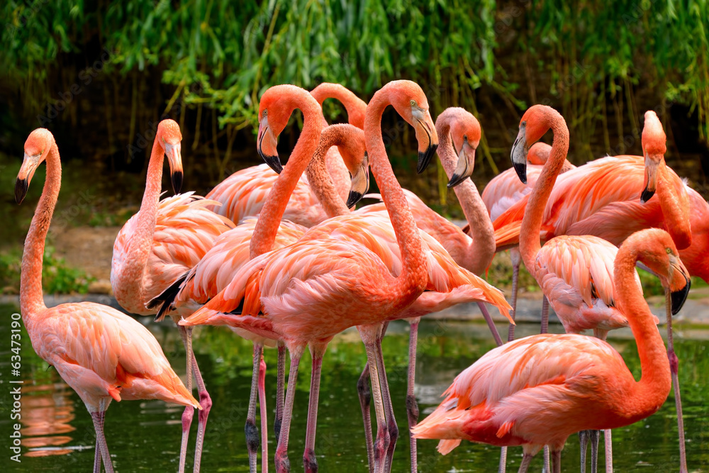 Flamingos am Wasser - obrazy, fototapety, plakaty 