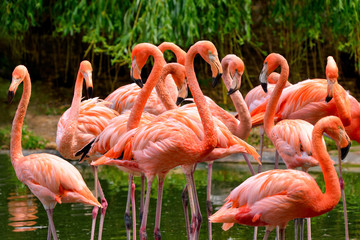 Poster Flamingo Flamingo's aan de waterkant  © Smileus