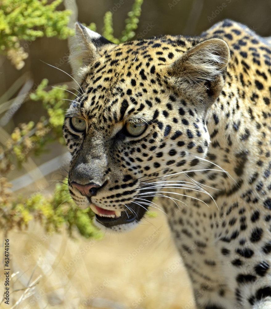 Fototapeta premium Leopard