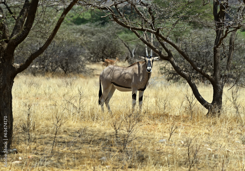 Naklejka premium Oryx gazella