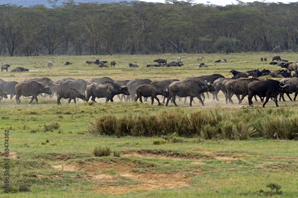 Buffalo