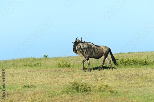 Wildebeest