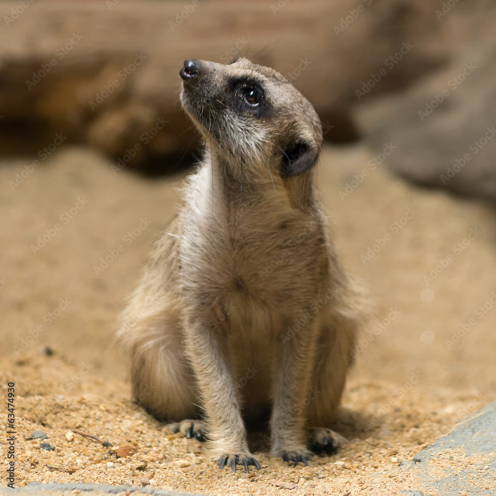 Fototapeta premium Meerkat