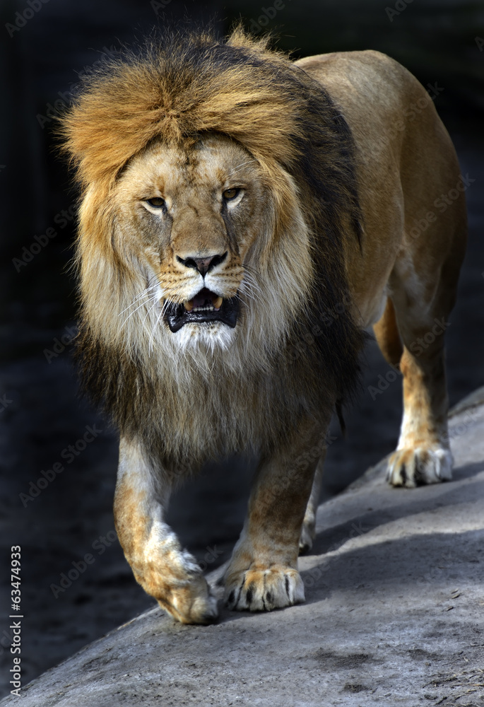 Fototapeta premium Lion in a shroud