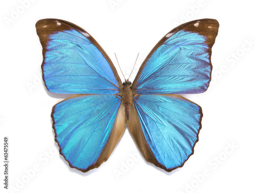 tropical butterfly Morpho menelaus