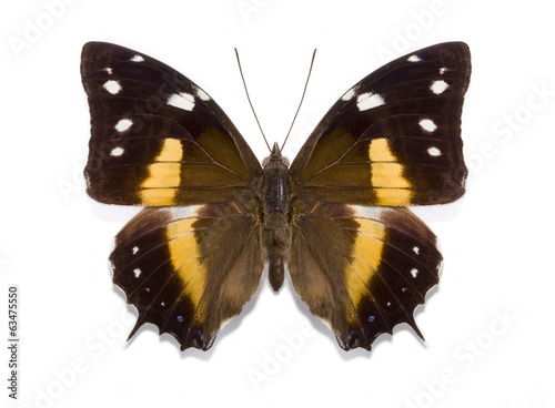 tropical butterfly Baeotus deucalion
