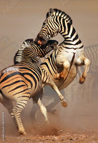 Zebras fighting #63476354
