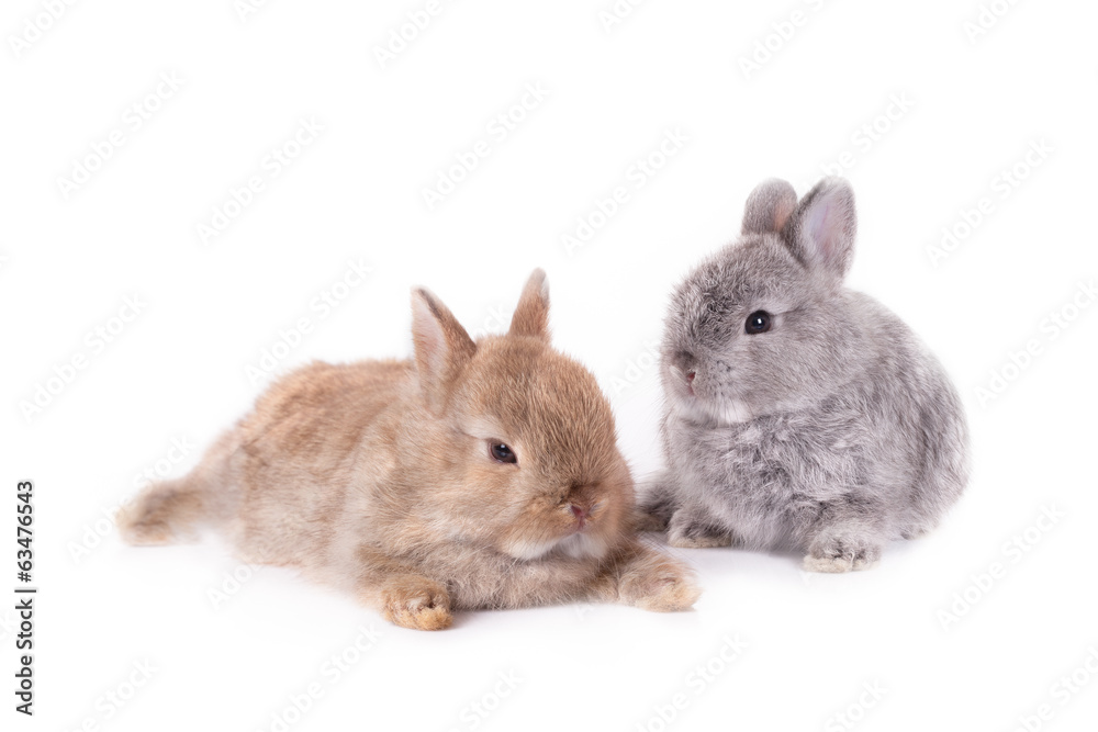 Obraz premium Skull bunny