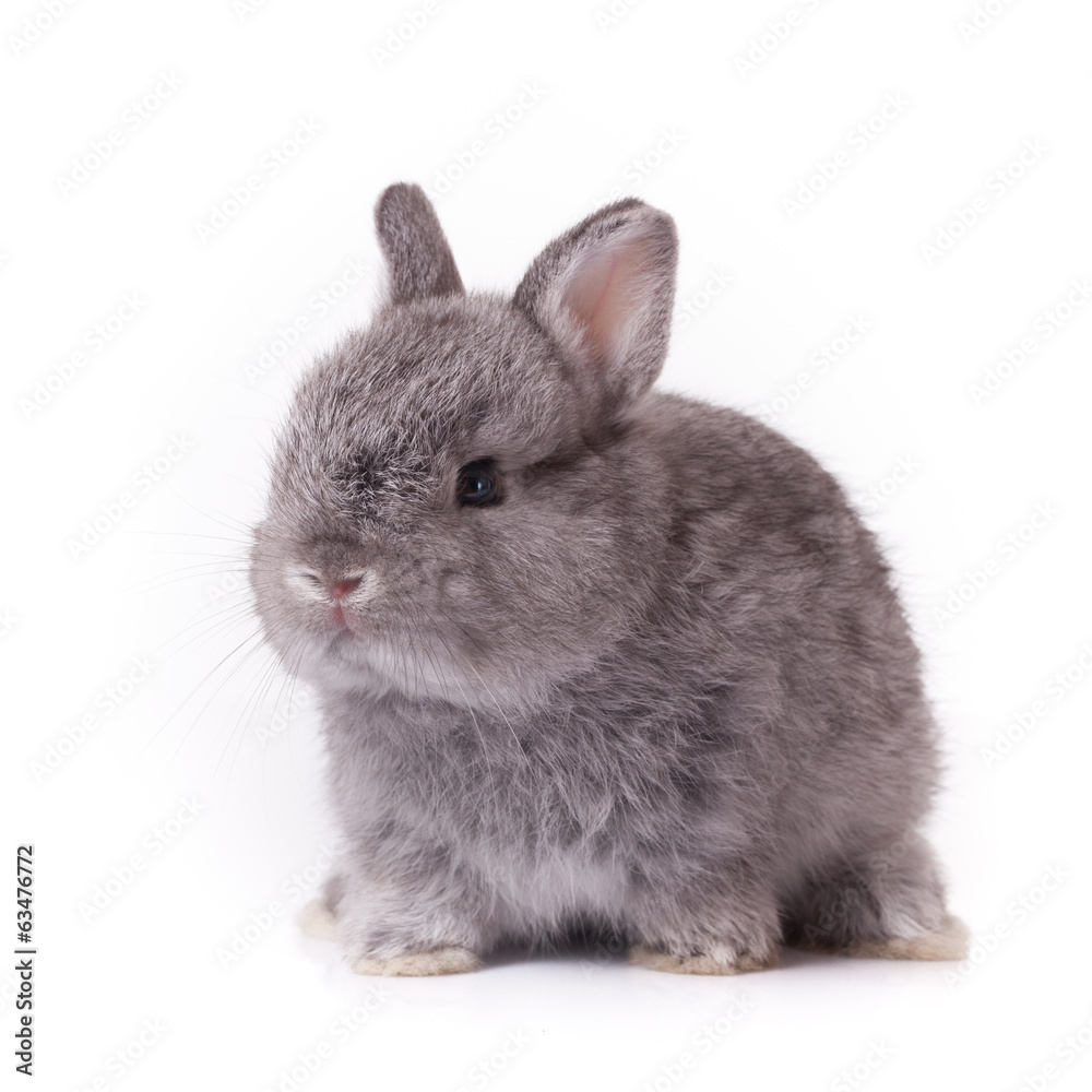 Obraz premium Rabbit bunny