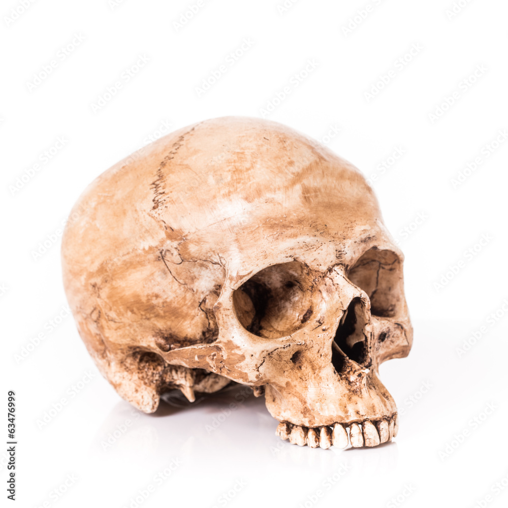 Fototapeta premium Skullbone model