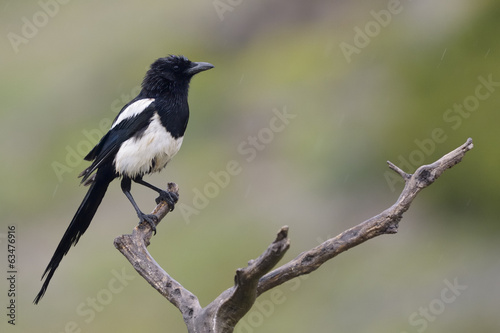 Magpie perched on a branch.